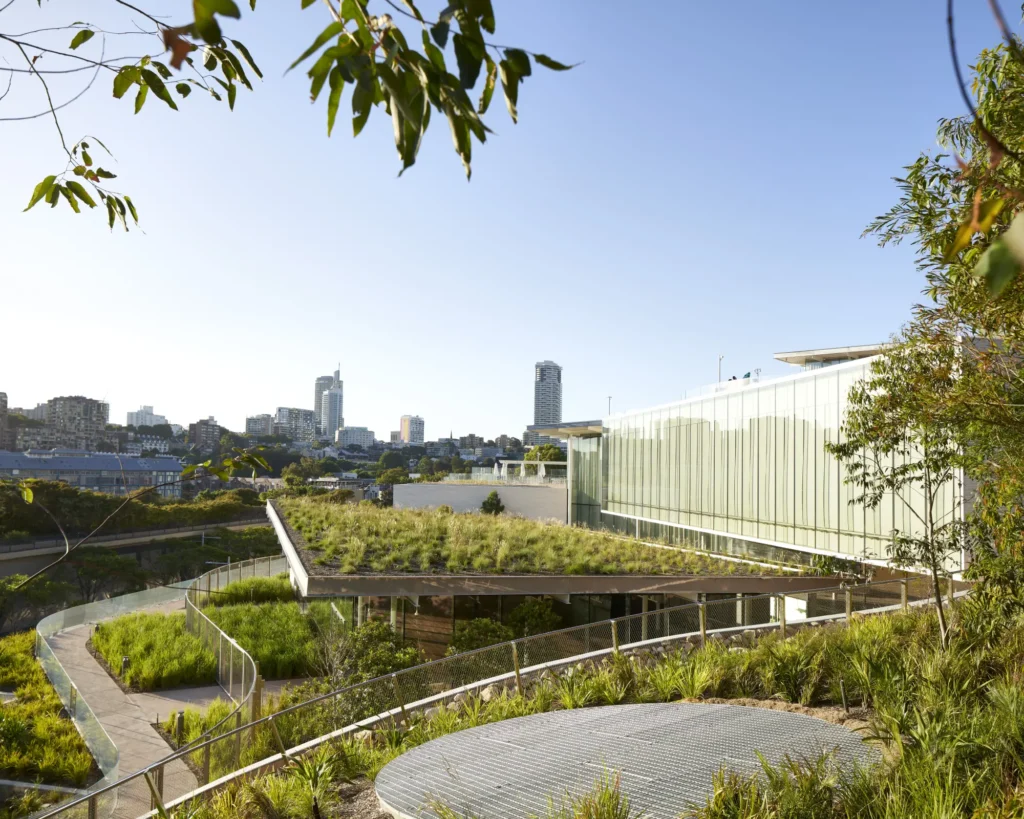 Native plantings on green roof of Sydney Modern with Sydney skyline beyond